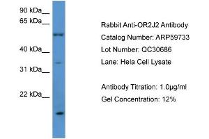 Western Blotting (WB) image for anti-Olfactory Receptor, Family 2, Subfamily J, Member 2 (OR2J2) (C-Term) antibody (ABIN2788183)