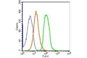 293T cells probed with ZO-1 Polyclonal Antibody, ALEXA FLUOR® 647 Conjugated (bs-1329R-A647) at 1:100 for 30 minutes compared to control cells (blue) and isotype control (orange). (TJP1 抗体  (AA 1551-1702) (Alexa Fluor 647))