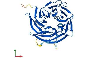 AlphaFold protein structure predicition of Human Recombinant DCAF7 Protein, UniprotID P61962