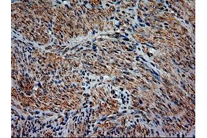 Image no. 1 for anti-Neurotrophin 3 (NTF3) (AA 139-257) antibody (ABIN1490920) (Neurotrophin 3 抗体  (AA 139-257))