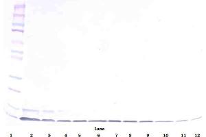 Image no. 2 for anti-Defensin, beta 1 (DEFB1) antibody (Biotin) (ABIN181701) (beta Defensin 1 抗体  (Biotin))