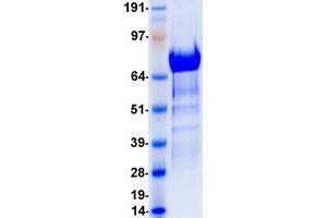 Western Blotting (WB) image for tyrosine Kinase with Immunoglobulin-Like and EGF-Like Domains 1 (TIE1) protein (DYKDDDDK-His Tag) (ABIN2733706)