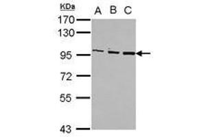 Image no. 1 for anti-Oxysterol Binding Protein (OSBP) (C-Term) antibody (ABIN1491832) (OSBP 抗体  (C-Term))