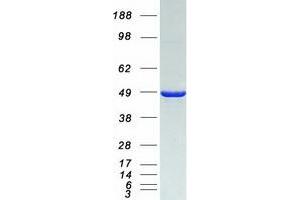 Western Blotting (WB) image for Neutrophil Cytosol Factor 1 (NCF1) protein (Myc-DYKDDDDK Tag) (ABIN2726892)