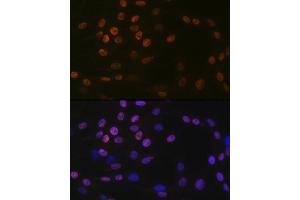 Immunofluorescence (IF) image for anti-Histone Acetyltransferase 1 (HAT1) antibody (ABIN7267702)