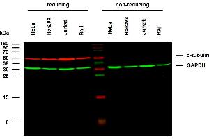 Anti-alpha-Tubulin Purified (TU-02) works in WB application under reducing conditions on RIPA cell extracts. (alpha Tubulin 抗体)