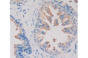 IHC-P analysis of Human Prostate Gland Tissue, with DAB staining. (HIF1AN 抗体  (AA 2-349))