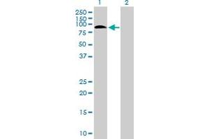 Western Blot analysis of SAFB2 expression in transfected 293T cell line by SAFB2 MaxPab polyclonal antibody. (SAFB2 抗体  (AA 1-528))