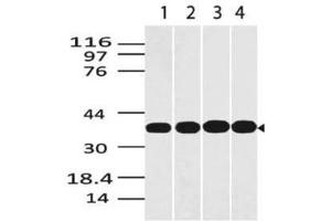 Image no. 1 for anti-Glyceraldehyde-3-Phosphate Dehydrogenase (GAPDH) (AA 120-320) antibody (ABIN5027214) (GAPDH 抗体  (AA 120-320))