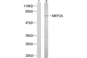 Western blot analysis of extracts from NIH/3T3 cells using MEF2A (Ab-312) antibody (E021039). (MEF2A 抗体)
