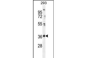 FOLR4 Antibody (N-term) (ABIN655929 and ABIN2845322) western blot analysis in 293 cell line lysates (35 μg/lane). (Folate Receptor 4 抗体  (N-Term))