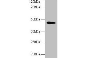 Western blot All lanes: NAPSA antibody at 2 μg/mL + Mouse kidney tissue Secondary Goat polyclonal to rabbit IgG at 1/10000 dilution Predicted band size: 46 kDa Observed band size: 46 kDa