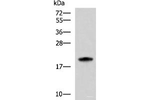 Western blot analysis of HL-60 cell lysate using MRPS28 Polyclonal Antibody at dilution of 1:600 (MRPS28 抗体)