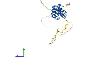 Protein Structure (PS) image for B-Cell CLL/lymphoma 10 (BCL10) (AA 1-233) protein (His tag) (ABIN7556348)
