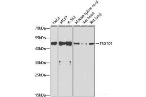 Western blot analysis of extracts of various cell lines using TSG101 Polyclonal Antibody at dilution of 1:1000. (TSG101 抗体)