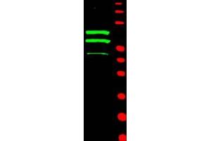 Image no. 1 for anti-Cyclin T2 (CCNT2) (AA 1-584) antibody (ABIN221156) (Cyclin T2 抗体  (AA 1-584))