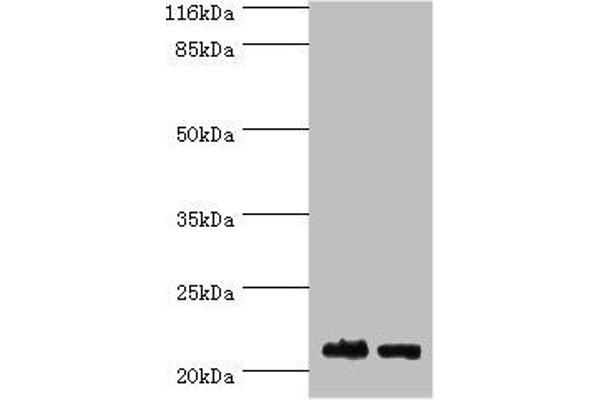 OBFC2A antibody  (AA 1-204)