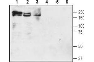 Western Blotting (WB) image for anti-Solute Carrier Family 12 (Potassium-Chloride Transporter) Member 2 (SLC12A2) (AA 828-841), (Intracellular) antibody (ABIN7043671)