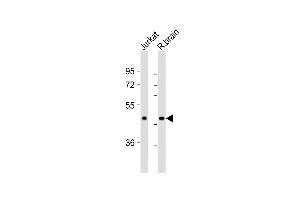 All lanes : Anti-CBX8 Antibody (Center) at 1:8000 dilution Lane 1: Jurkat whole cell lysates Lane 2: rat brain lysates Lysates/proteins at 20 μg per lane. (CBX8 抗体  (AA 197-230))