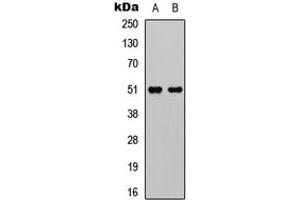 Western blot analysis of GPR152 expression in HEK293T (A), Raw264. (GPR152 抗体  (Center))