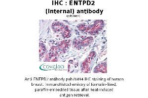 Image no. 1 for anti-Ectonucleoside Triphosphate diphosphohydrolase 2 (ENTPD2) (Internal Region) antibody (ABIN1734055) (ENTPD2 抗体  (Internal Region))