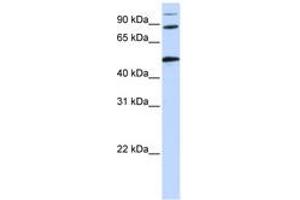 Image no. 1 for anti-Component of Oligomeric Golgi Complex 4 (COG4) (AA 684-733) antibody (ABIN6741296) (COG4 抗体  (AA 684-733))