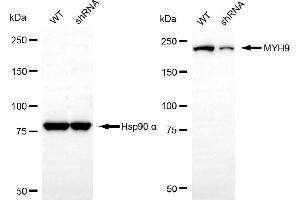 Western blotting analysis using MYH9 antibody (ABIN7799520). (Myosin 9 抗体)