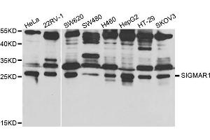 Western Blotting (WB) image for anti-sigma Non-Opioid Intracellular Receptor 1 (SIGMAR1) antibody (ABIN1876667) (SIGMAR1 抗体)
