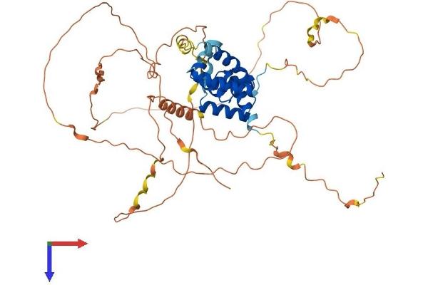 POU3F3 Protein (AA 1-500) (His tag)