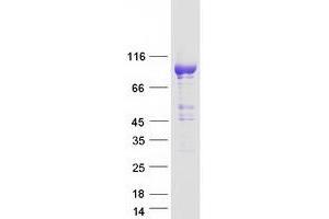 Western Blotting (WB) image for phosphodiesterase 11A (PDE11A) (Transcript Variant 4) protein (Myc-DYKDDDDK Tag) (ABIN2728475)