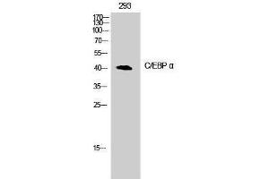 Western Blotting (WB) image for anti-CCAAT/enhancer Binding Protein (C/EBP), alpha (CEBPA) (Ser2409) antibody (ABIN3183575)