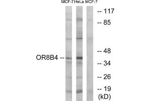 Western blot analysis of extracts from MCF-7 cells and HeLa cells, using OR8B4 antibody. (OR8B4 抗体  (C-Term))
