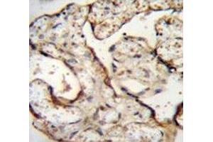 Anti-EGFR antibody immunohistochemistry analysis in formalin fixed and paraffin embedded human placenta tissue. (EGFR 抗体  (AA 1004-1033))
