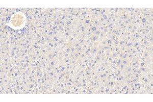 Detection of APOC3 in Mouse Liver Tissue using Polyclonal Antibody to Apolipoprotein C3 (APOC3) (APOC3 抗体  (AA 21-99))