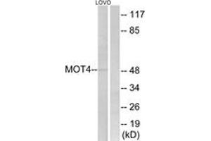Western Blotting (WB) image for anti-Solute Carrier Family 16 (Monocarboxylic Acid Transporters), Member 3 (SLC16A3) (AA 233-282) antibody (ABIN2890421) (SLC16A3 抗体  (AA 233-282))