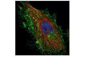 Immunofluorescence (IF) image for anti-CD44 (CD44) antibody (ABIN2855292)