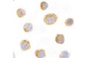 Immunocytochemistry of IL-27 in EL4 with AP30420PU-N IL-27 antibody at 10 μg/ml. (IL27 抗体  (N-Term))