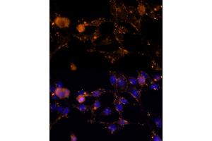 Immunofluorescence (IF) image for anti-Amphiregulin (AREG) (AA 20-252) antibody (ABIN6137065)