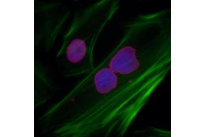Immunofluorescence (IF) image for anti-Lamin A/C (LMNA) (AA 1-50) antibody (ABIN7455218) (Lamin A/C 抗体  (AA 1-50))