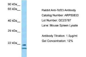 WB Suggested Anti-Tcf23 Antibody   Titration: 1. (TCF23 抗体  (Middle Region))