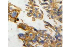 IHC-P analysis of ovary tissue, with DAB staining. (NRP2 抗体  (AA 231-490))