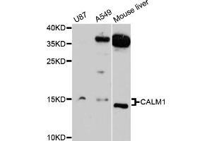 Western blot analysis of extracts of various cell lines, using CALM1 antibody (ABIN1871401) at 1:3000 dilution. (Calmodulin 1 抗体)
