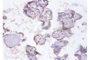 Immunohistochemistry of paraffin-embedded human placenta tissue using ABIN7155134 at dilution of 1:100