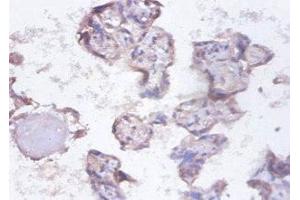 Immunohistochemistry of paraffin-embedded human placenta tissue using ABIN7155134 at dilution of 1:100 (SYNCRIP 抗体  (AA 2-191))