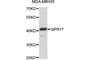 Western blot analysis of extracts of MDA-MB-435 cells, using GPR17 antibody (ABIN5972071). (GPR17 抗体)