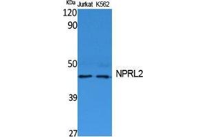 Western Blotting (WB) image for anti-Nitrogen Permease Regulator-Like 2 (S. Cerevisiae) (NPRL2) (C-Term) antibody (ABIN3187645) (NPRL2 抗体  (C-Term))