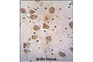 RLBP1L2 Antibody (C-term) (ABIN655353 and ABIN2844912) immunohistochemistry analysis in formalin fixed and paraffin embedded human brain tissue followed by peroxidase conjugation of the secondary antibody and DAB staining. (CLVS2 抗体  (C-Term))