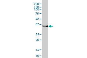 HMOX2 monoclonal antibody (M01), clone 1D8-1A8 Western Blot analysis of HMOX2 expression in HepG2 . (HMOX2 抗体  (AA 1-316))
