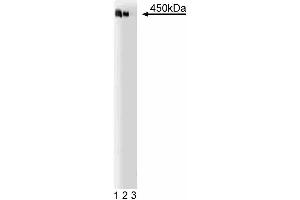 Western blot analysis of AKAP450 on a Jurkat cell lysate (human T-cell leukemia, ATCC TIB-152). (AKAP9 抗体  (AA 17-130))