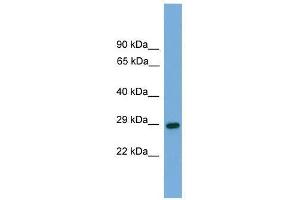 RGS19 antibody used at 0. (RGS19 抗体  (N-Term))